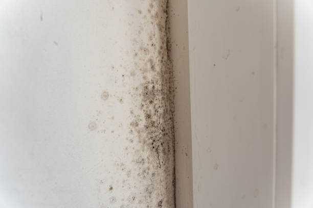 Reliable Lake Katrine, NY Mold Removal Solutions